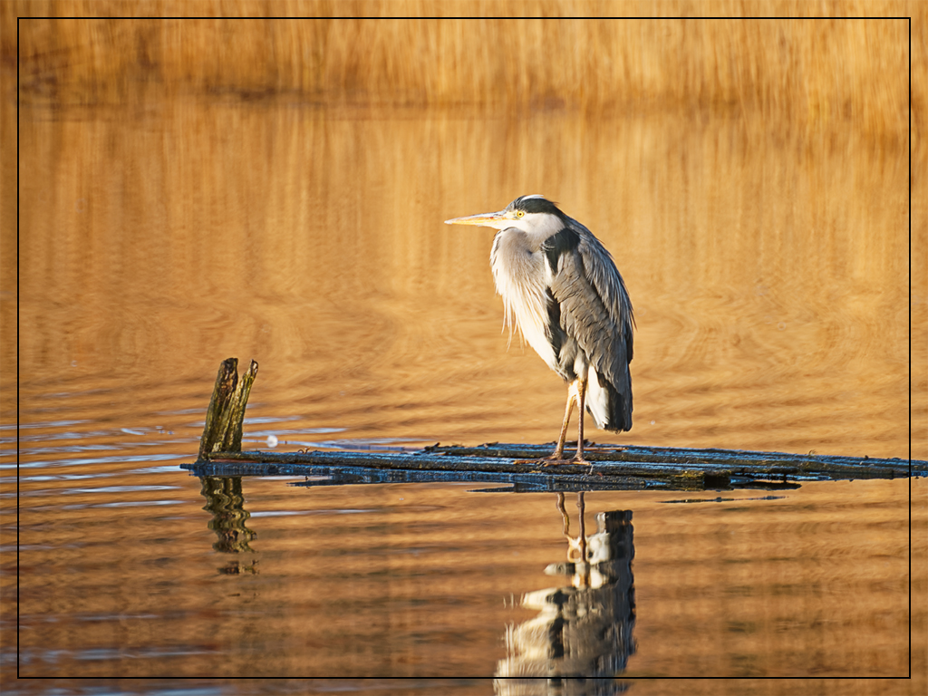 minolta rf rokkor 800mm f8